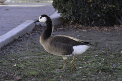 Anser anser × Branta canadensis