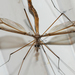 Tipula sackeniana - Photo (c) Royal Tyler, some rights reserved (CC BY-NC-SA), uploaded by Royal Tyler