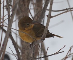 Piranga rubra