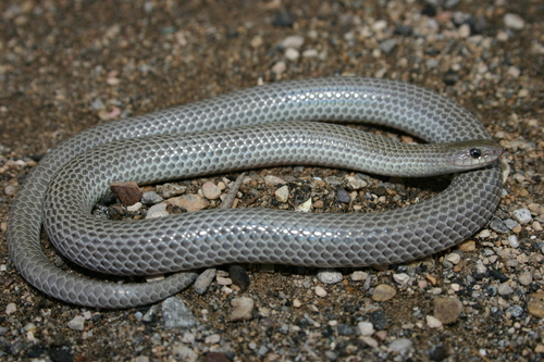 Great Plains Ground Snake
