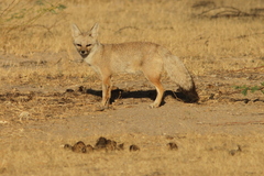 Vulpes bengalensis
