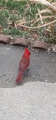 Cardinalis cardinalis