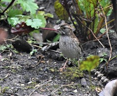 Zonotrichia albicollis