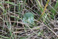 Lupinus densiflorus densiflorus