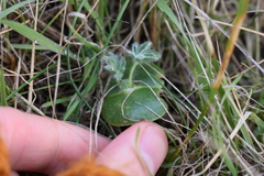 Lupinus densiflorus densiflorus