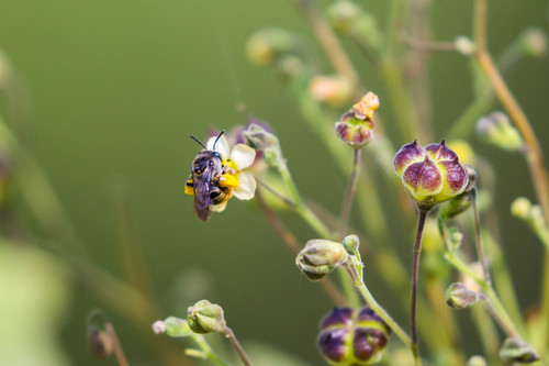 Otomi Longhorn