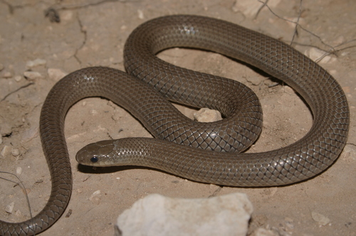 Ground Snake