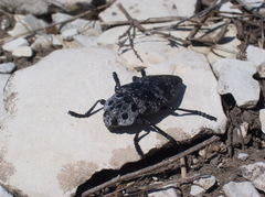 Capnodis cariosa