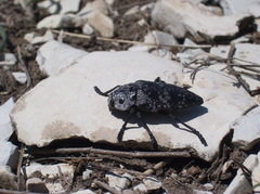 Capnodis cariosa