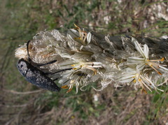 Capnodis cariosa