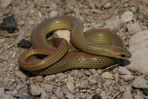 Ground Snake