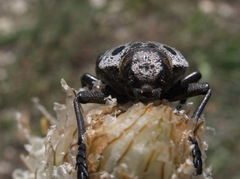 Capnodis cariosa