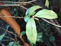 Gynochthodes umbellata