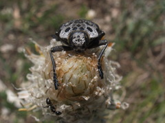 Capnodis cariosa