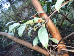 Gynochthodes umbellata