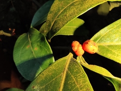 Gynochthodes umbellata