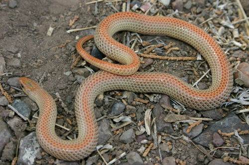 Ground Snake