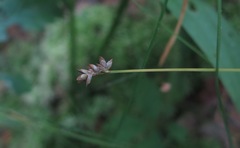 Carex tenuiflora