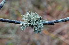 Ramalina fastigiata