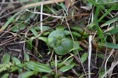 Lupinus densiflorus densiflorus