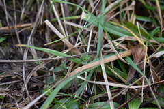 Lupinus densiflorus densiflorus