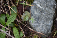 Lupinus densiflorus densiflorus
