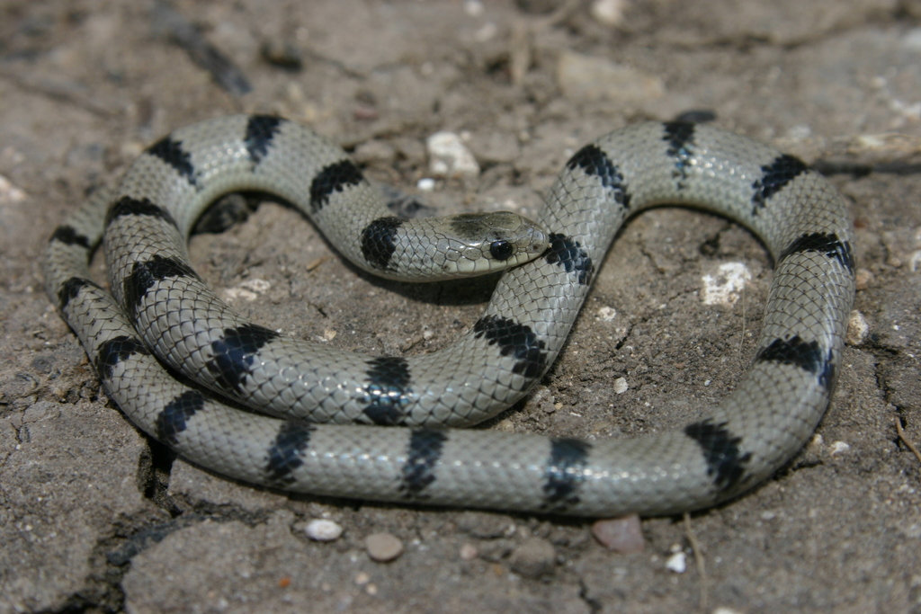 Great Plains Ground Snake
