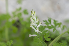 Fumaria judaica judaica