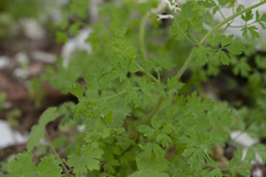 Fumaria judaica judaica