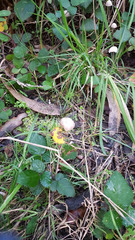 Fungi