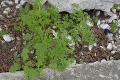 Fumaria judaica judaica