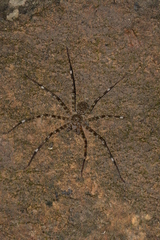 Spariolenus