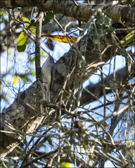 Polioptila caerulea image