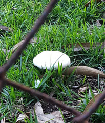 Fungi