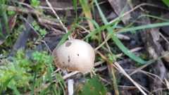 Fungi