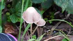 Fungi