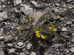 Astragalus utriger