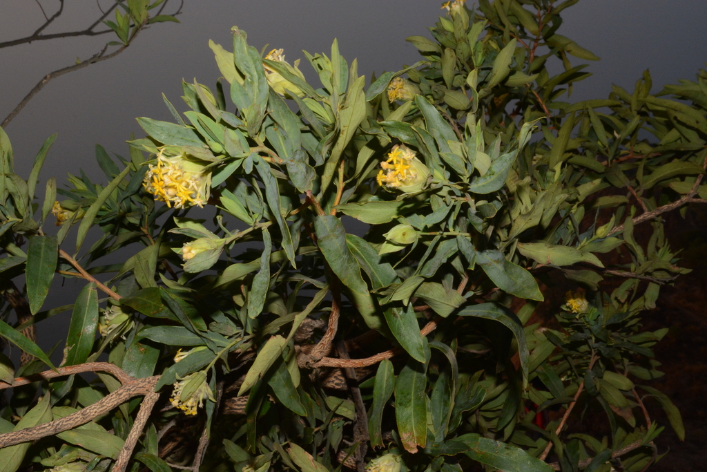 Blue Currybush
