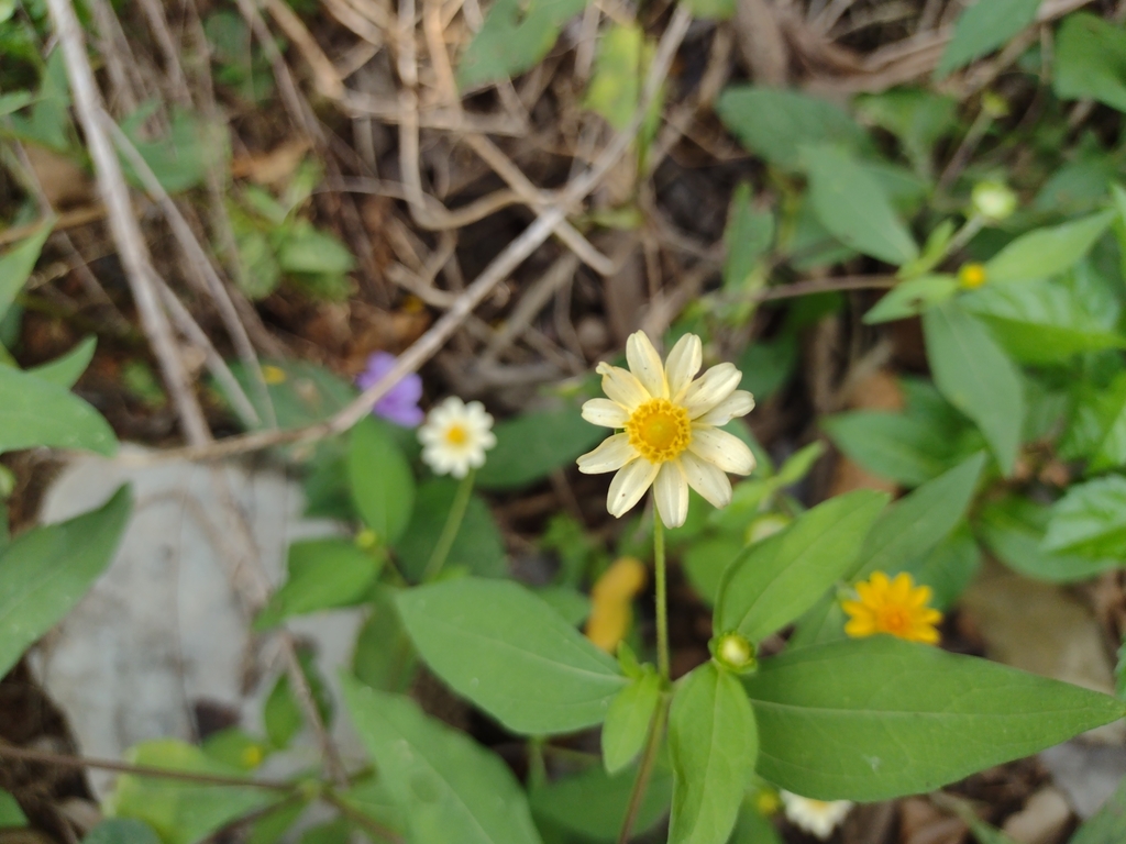 Melampodium divaricatum, Tuzantán, Chis., México