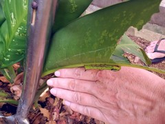 Eupanacra