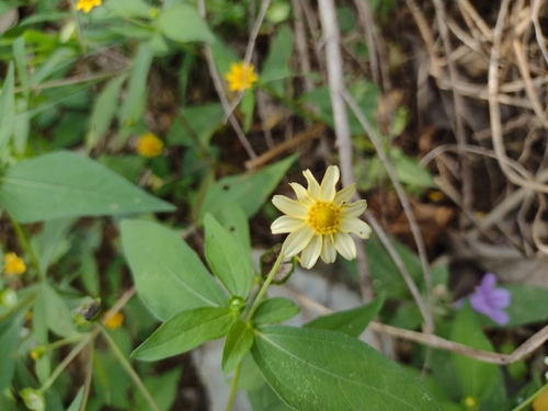 Melampodium divaricatum