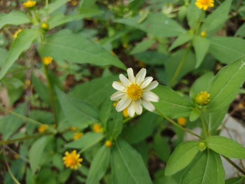 Melampodium divaricatum