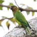 Brown-throated Parakeet (Veraguas) - Photo (c) Aitor, some rights reserved (CC BY), uploaded by Aitor