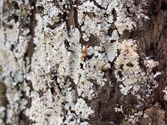 Pseudomyrmex simplex