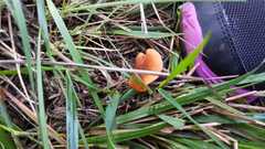Fungi