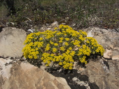 Odontarrhena tortuosa