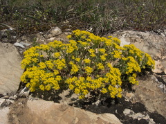 Odontarrhena tortuosa
