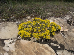 Odontarrhena tortuosa