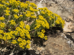 Odontarrhena tortuosa