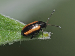 Phyllotreta vittula